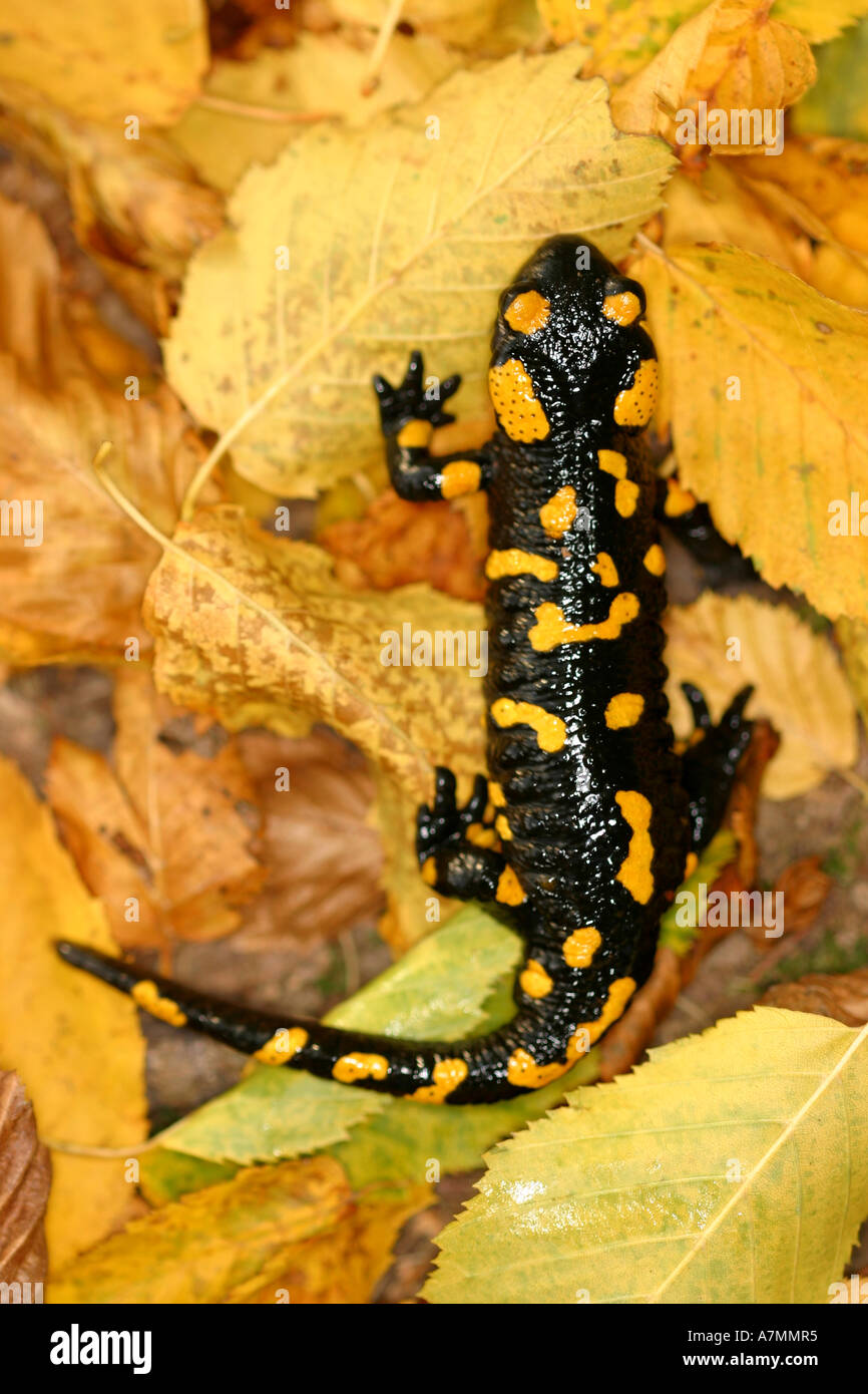 Salamandre à l'état sauvage. Banque D'Images