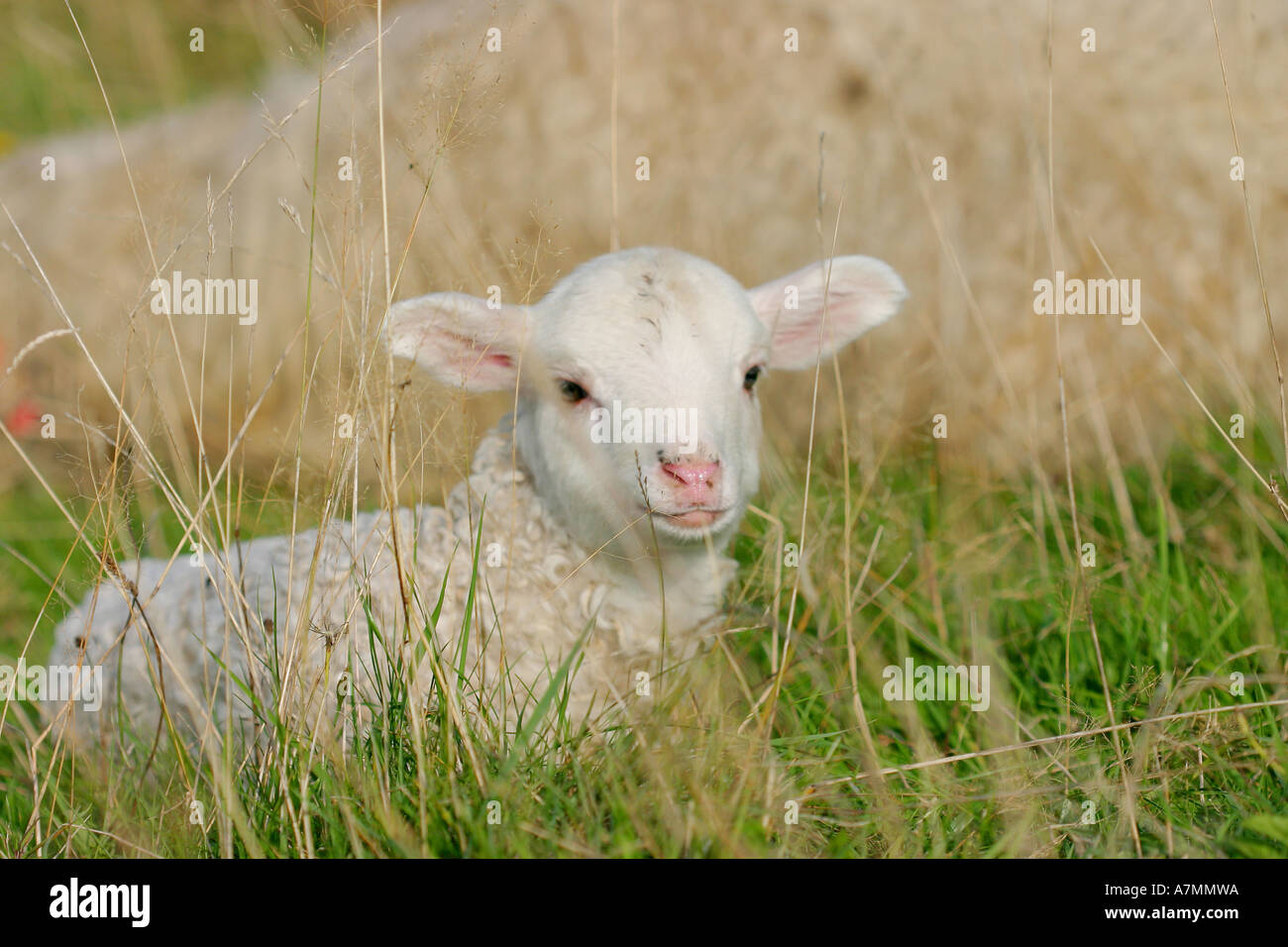 Petits moutons sur l'alpage. Banque D'Images