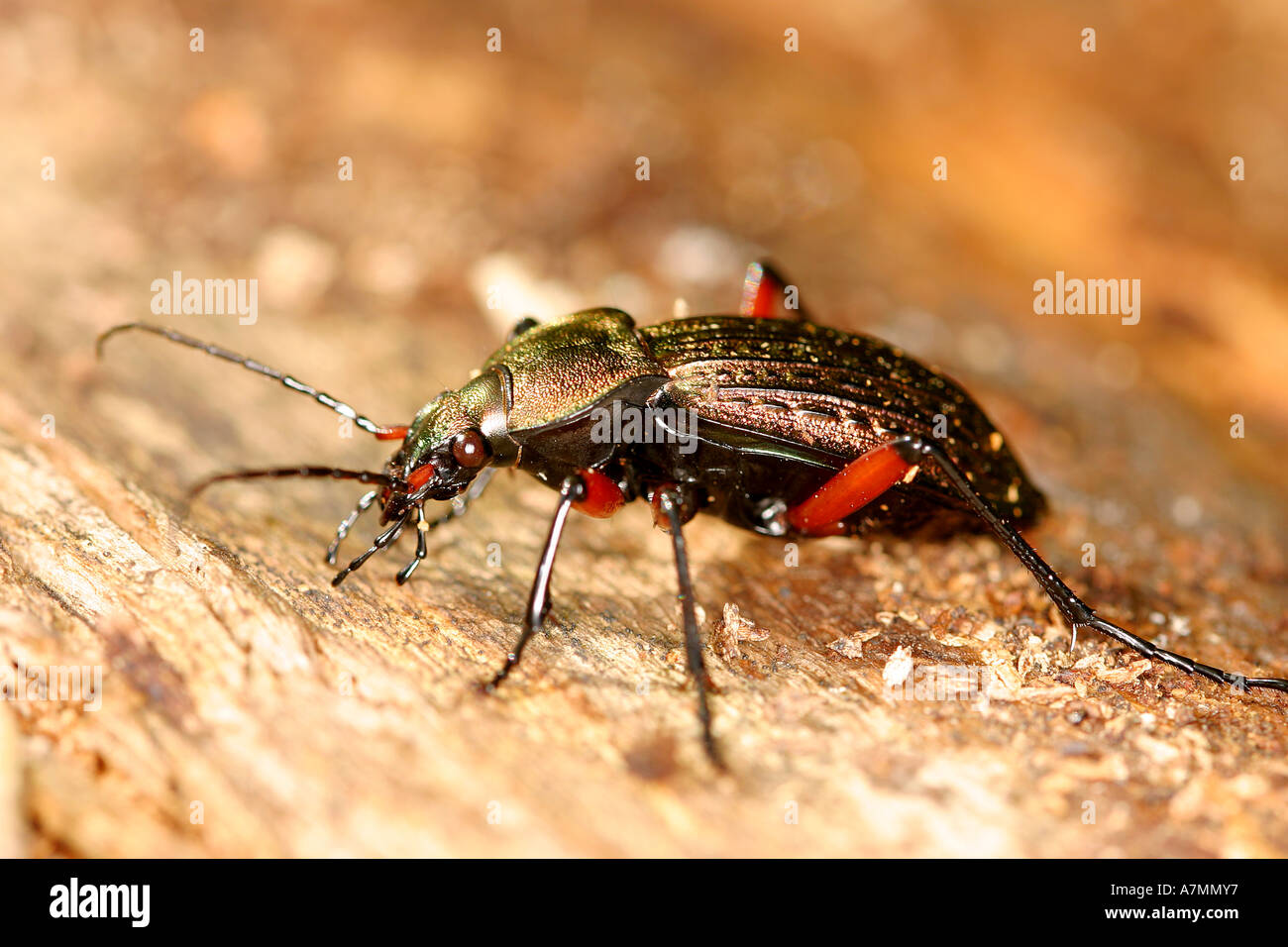 Beetle dans la nature. Banque D'Images