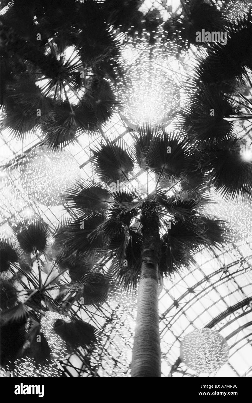 NA, USA, New York, New York City. Palmiers dans le World Financial Plaza Banque D'Images