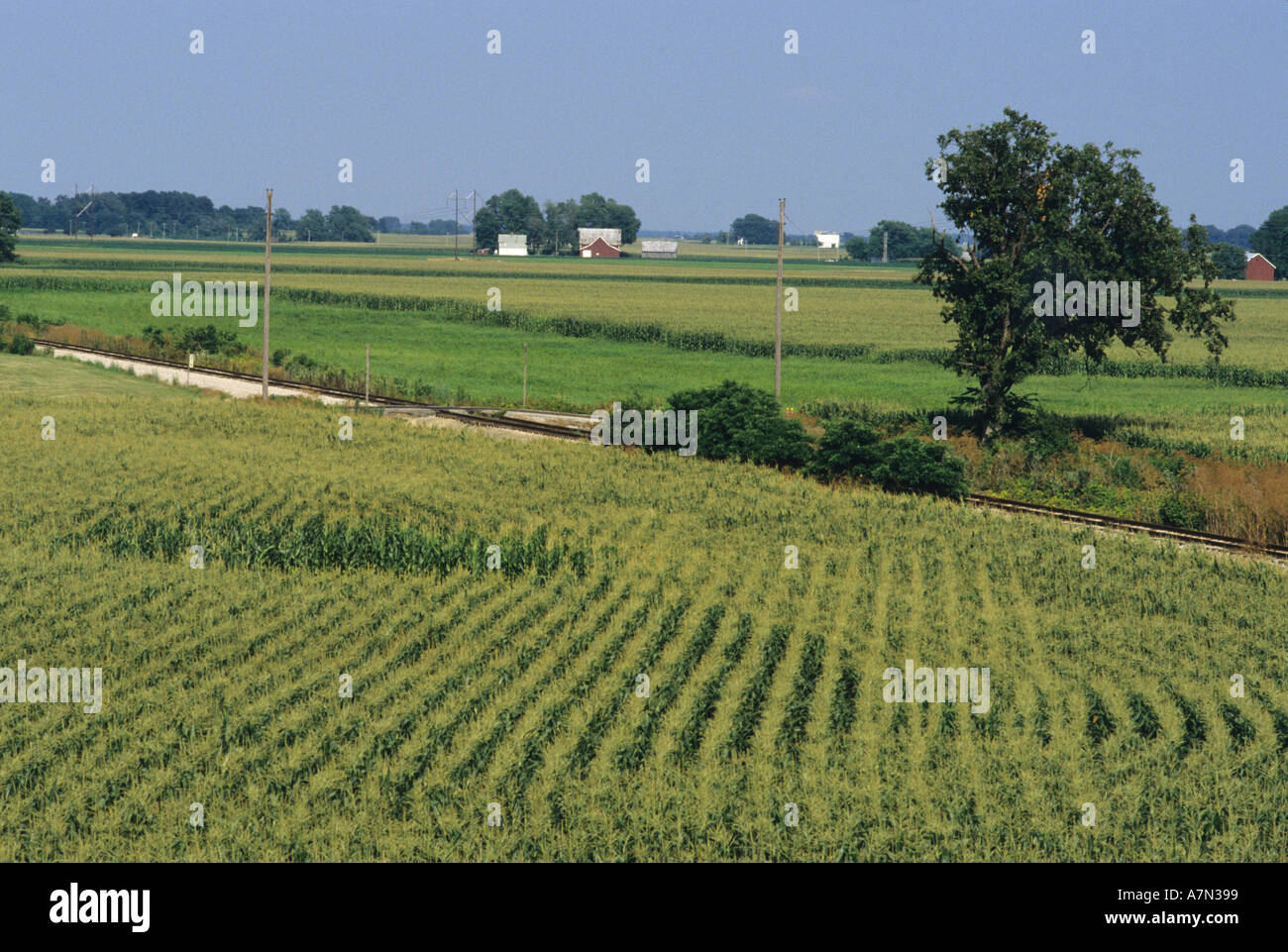 Dans un champ de maïs de l'Indiana l'agriculture grandes cultures lignes cultiver du grain de la ferme de l'indiana Banque D'Images