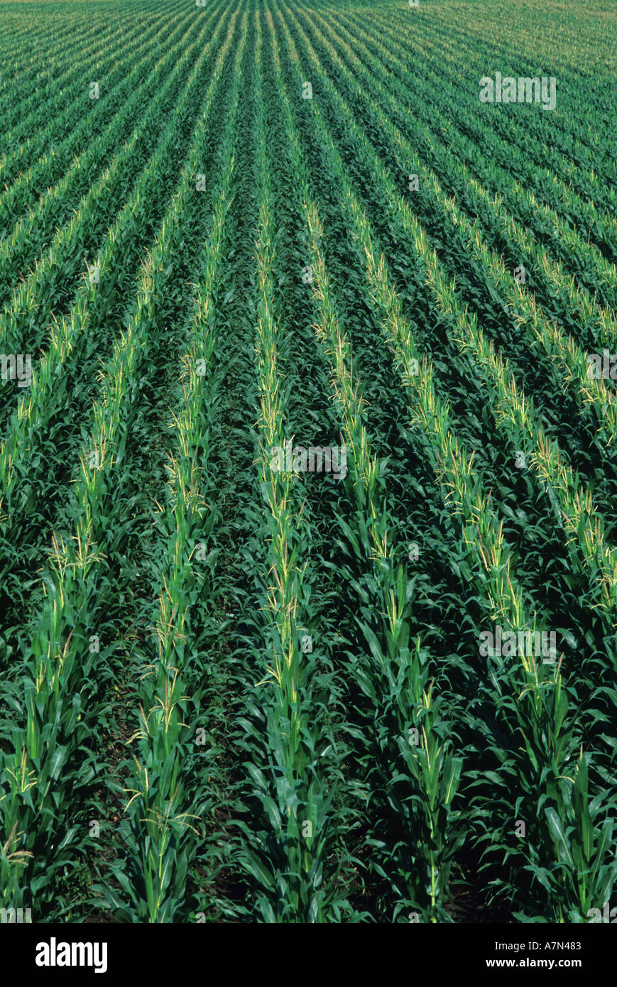 Rangs de maïs dans un champ Banque D'Images