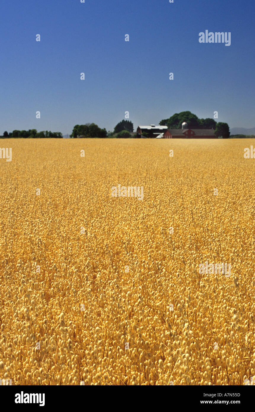 Champ d'avoine avoine avoine Oregon Sheridan céréales à grains sur les grandes cultures agricoles agriculture agronomie Agriculture champ Banque D'Images