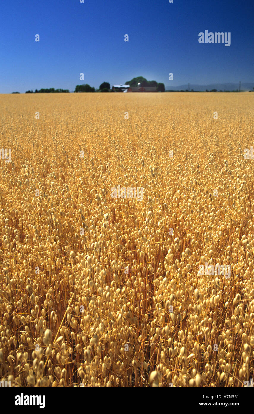 Champ d'avoine avoine avoine Oregon Sheridan céréales à grains sur les grandes cultures agricoles agriculture agronomie Agriculture champ Banque D'Images