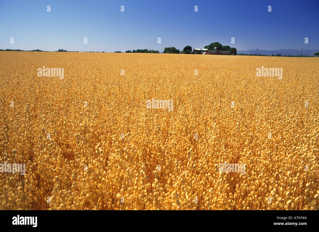 Champ d'avoine avoine avoine Oregon Sheridan céréales à grains sur les grandes cultures agricoles agriculture agronomie Agriculture champ Banque D'Images