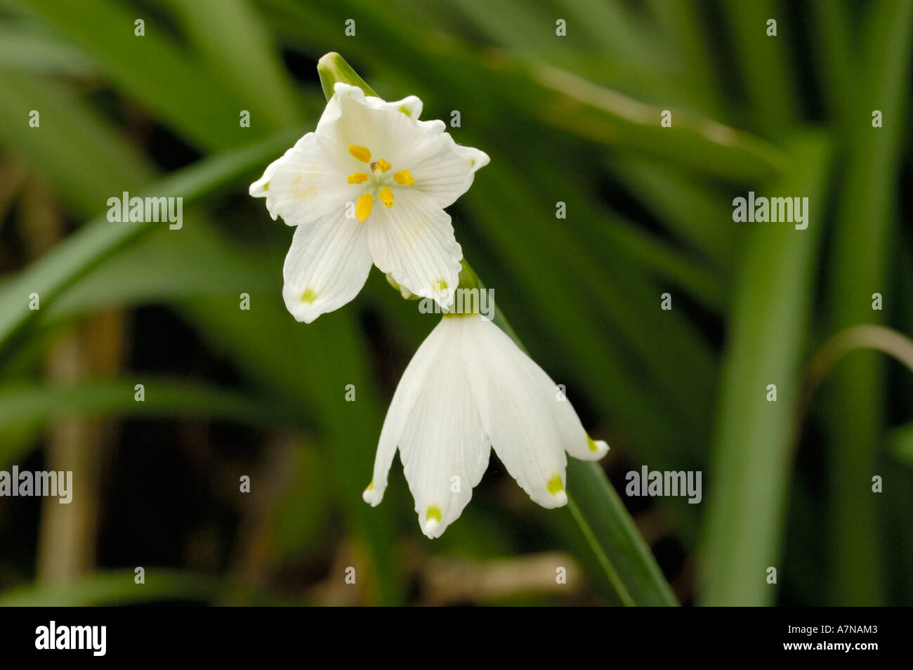 Flocon d'été (Lily) Lutton, Leucojum aestivum Banque D'Images