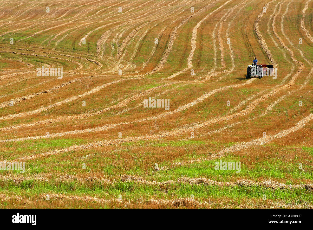 Le fauchage agriculteurs hay field en automne Banque D'Images