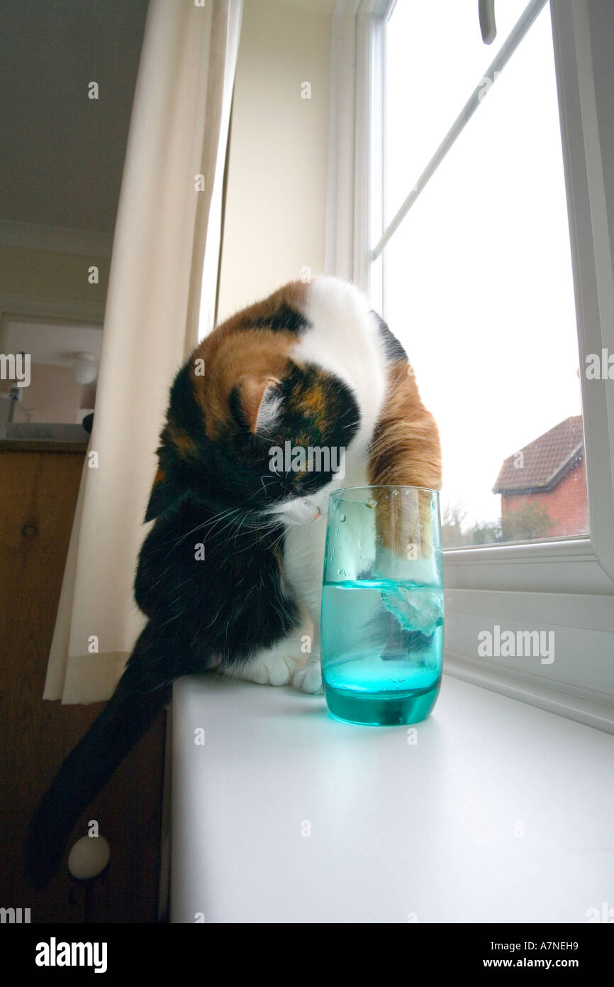 Chat Qui Leche Une Vitre Banque De Photographies Et D Images A Haute Resolution Alamy