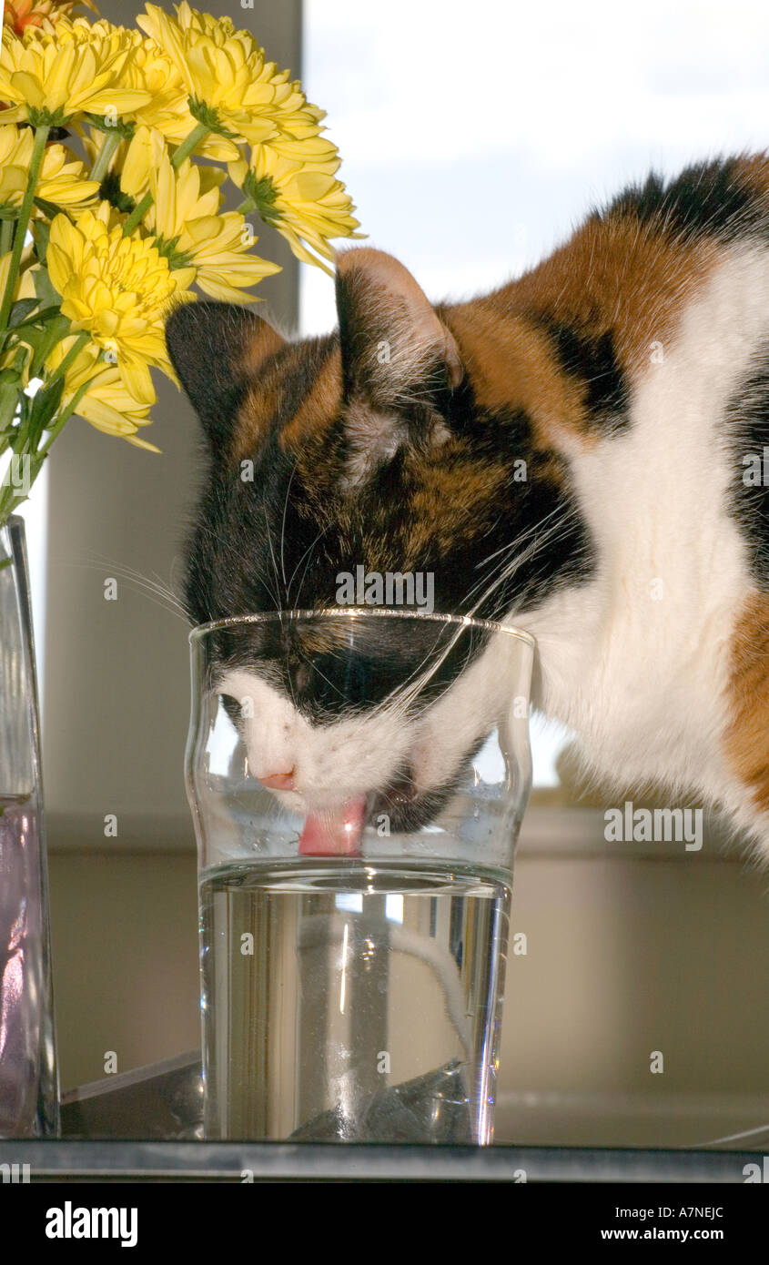 Mise en patte de chat verre d'eau Photo Stock - Alamy