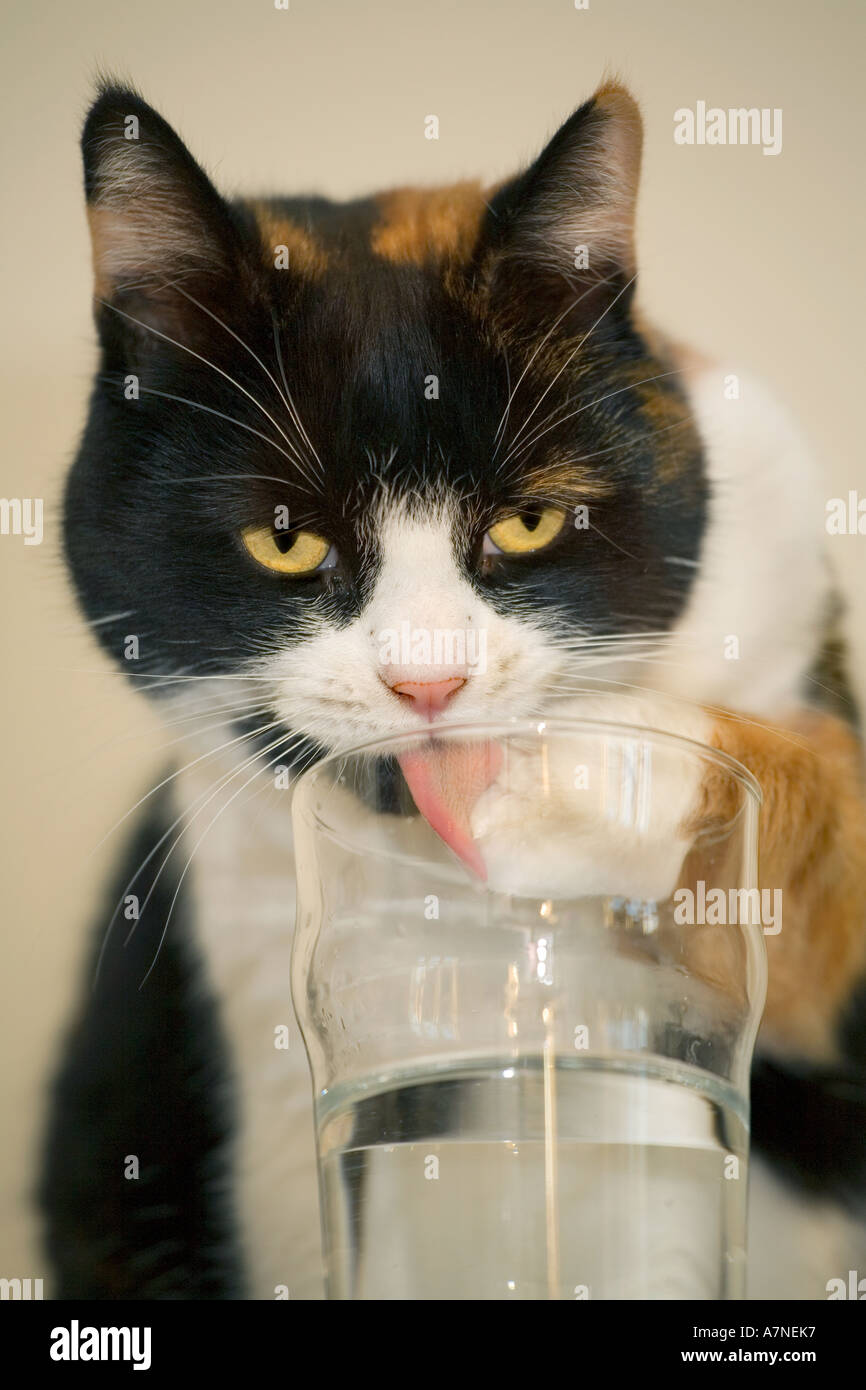 Chat domestique de boire un verre d'eau sur la table et lécher sa patte  Photo Stock - Alamy