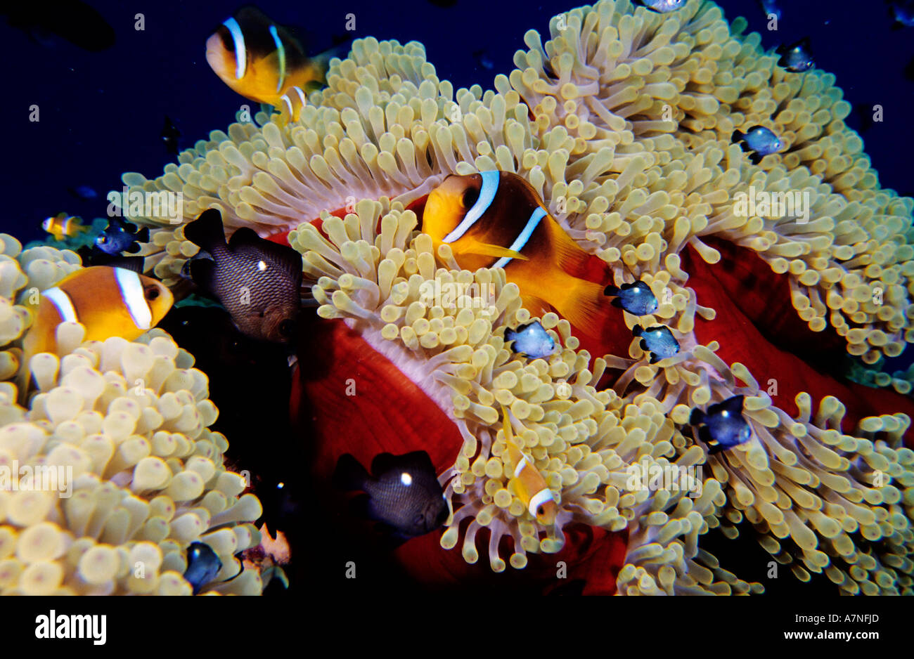 L'Egypte, Mer rouge, noir et anemonefishes demoiselles dans une éponge rouge Banque D'Images