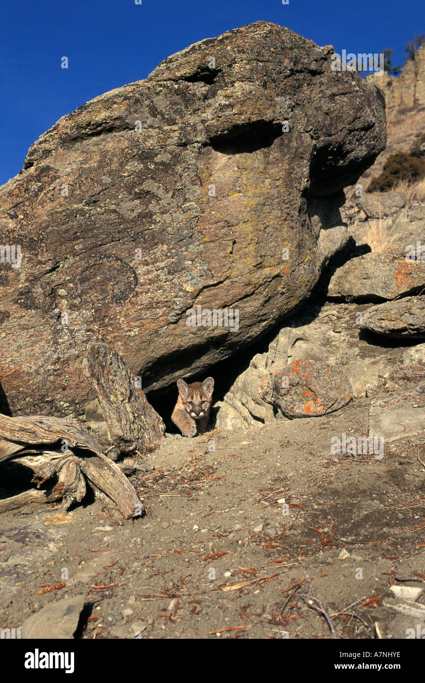 4 mois, mountain lion chaton sortant de grotte dans les Montagnes Bridger près de Bozeman Montana Banque D'Images