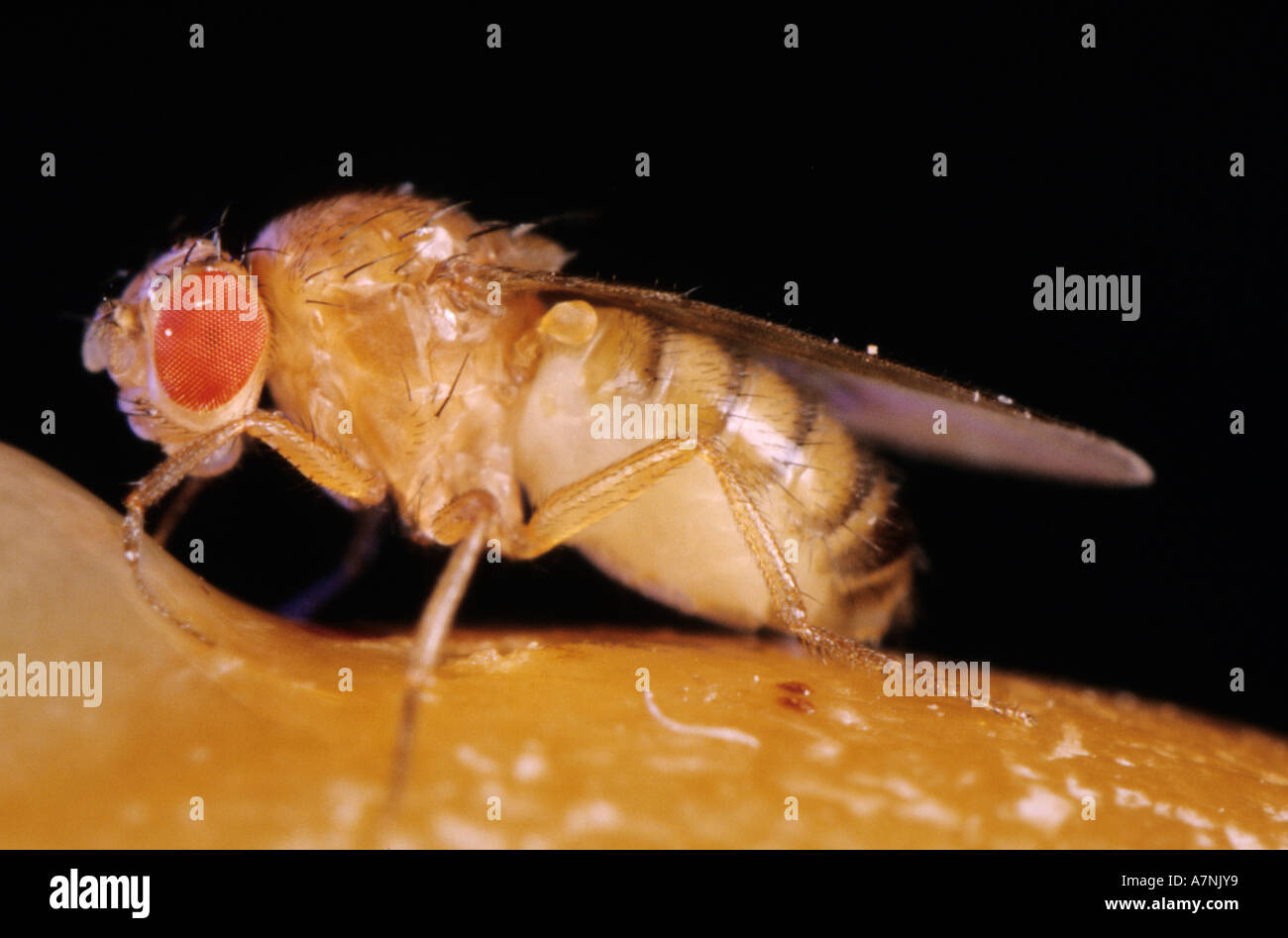 France, Haute Garonne, Toulouse, centre de recherche sur la biologie du comportement, de l'analyse sur le vieillissement, Drosophila melanogaster Banque D'Images