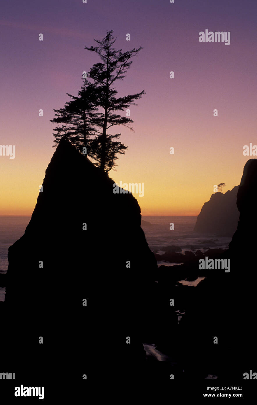 N.A, USA, Washington, Olympic Nat'l Park, seul arbre sur seastack au coucher du soleil, Shi Shi beach Banque D'Images