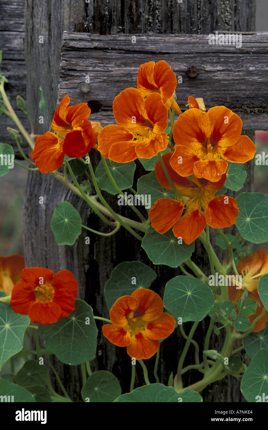 N.A., USA, Washington, fleurs de capucines sur clôture en bois Banque D'Images