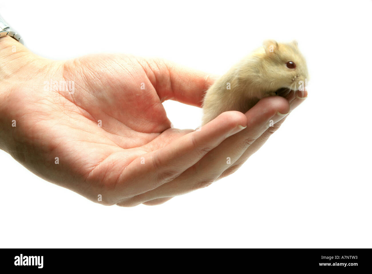 Bar rayé à pattes velues, hamster hamster Dzungarian (Phodopus sungorus), les jeunes sur les droits de l'animal part Banque D'Images