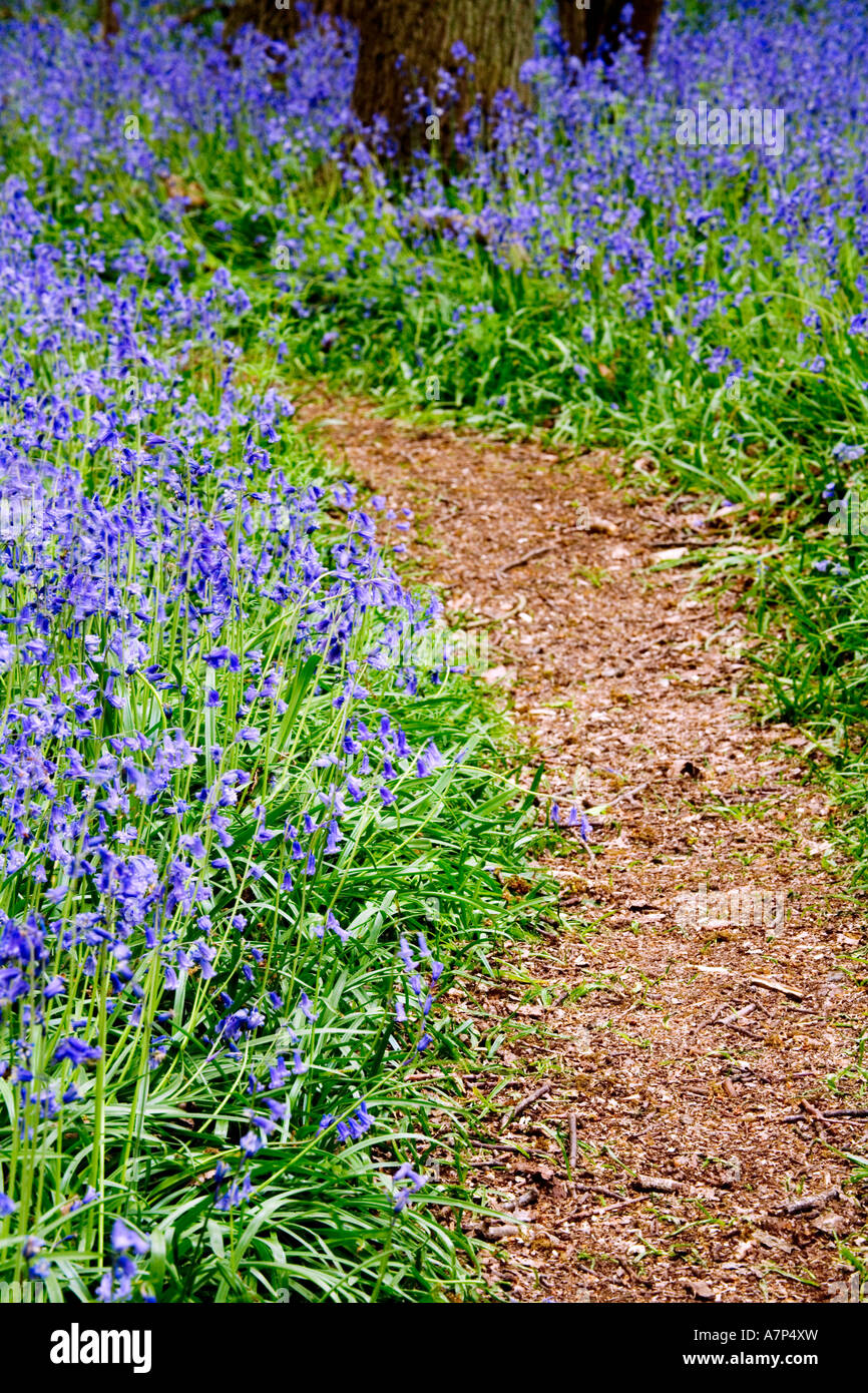Bluebells dans East Hagbourne Copse, Swindon, Wiltshire, England, UK Hyacinthoides non-scripta jacinthe sauvage aussi connu sous le nom de Banque D'Images