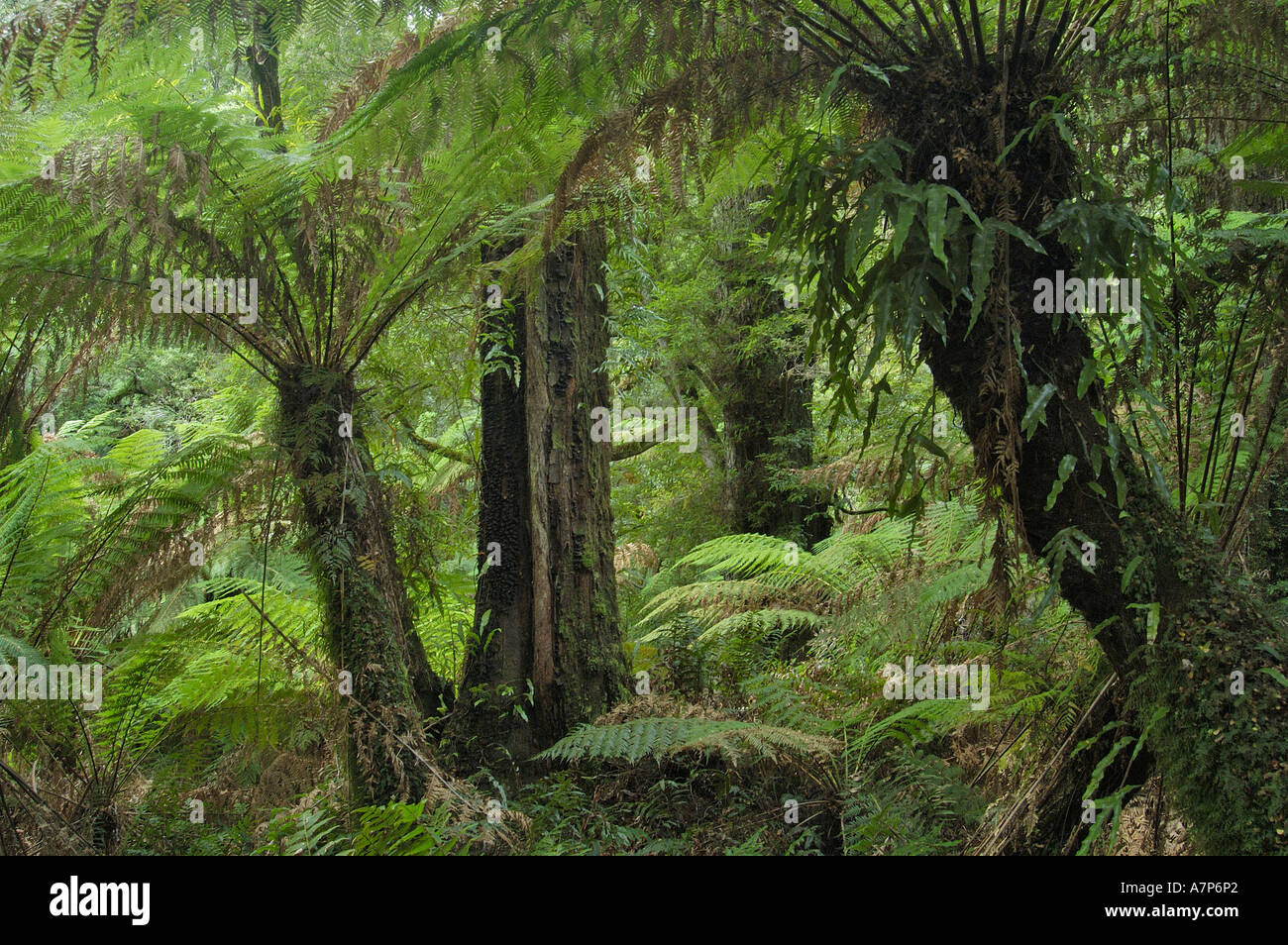 Maits Rest forest marche Victoria Australie Banque D'Images
