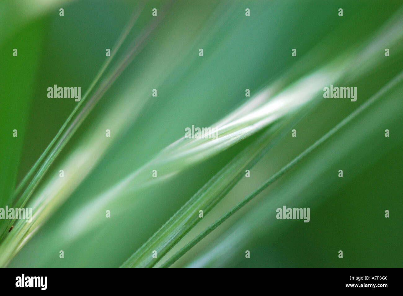 Famille des graminées (Poaceae), vue de détail sur une oreille Banque D'Images