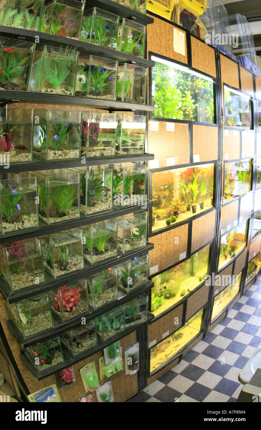 Poissons de combat siamois (Betta Splendens), voir d'un pet shop avec  réservoirs de poissons Photo Stock - Alamy
