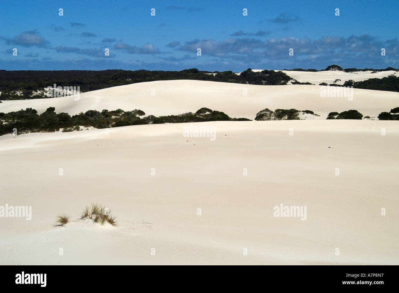 Dunes dans la région appelée Little Sahara Kangaroo Island Australie Banque D'Images