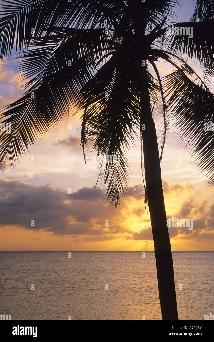 Coucher de soleil sur l'océan Pacifique avec Palm Tree Silhouette Banque D'Images