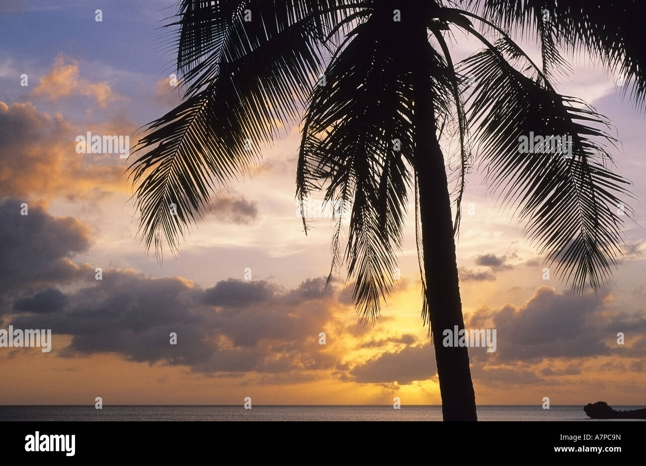 Coucher de soleil sur l'océan Pacifique avec Palm Tree Silhouette Banque D'Images