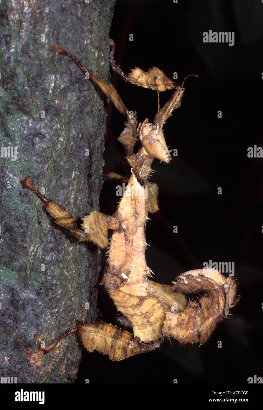 Phasme épineux géant (Extatosoma tiaratum) Banque D'Images