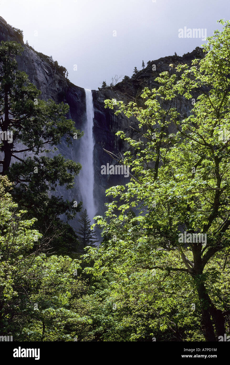 Bridalveil Falls et arbres Yosemite National Park California USA Banque D'Images