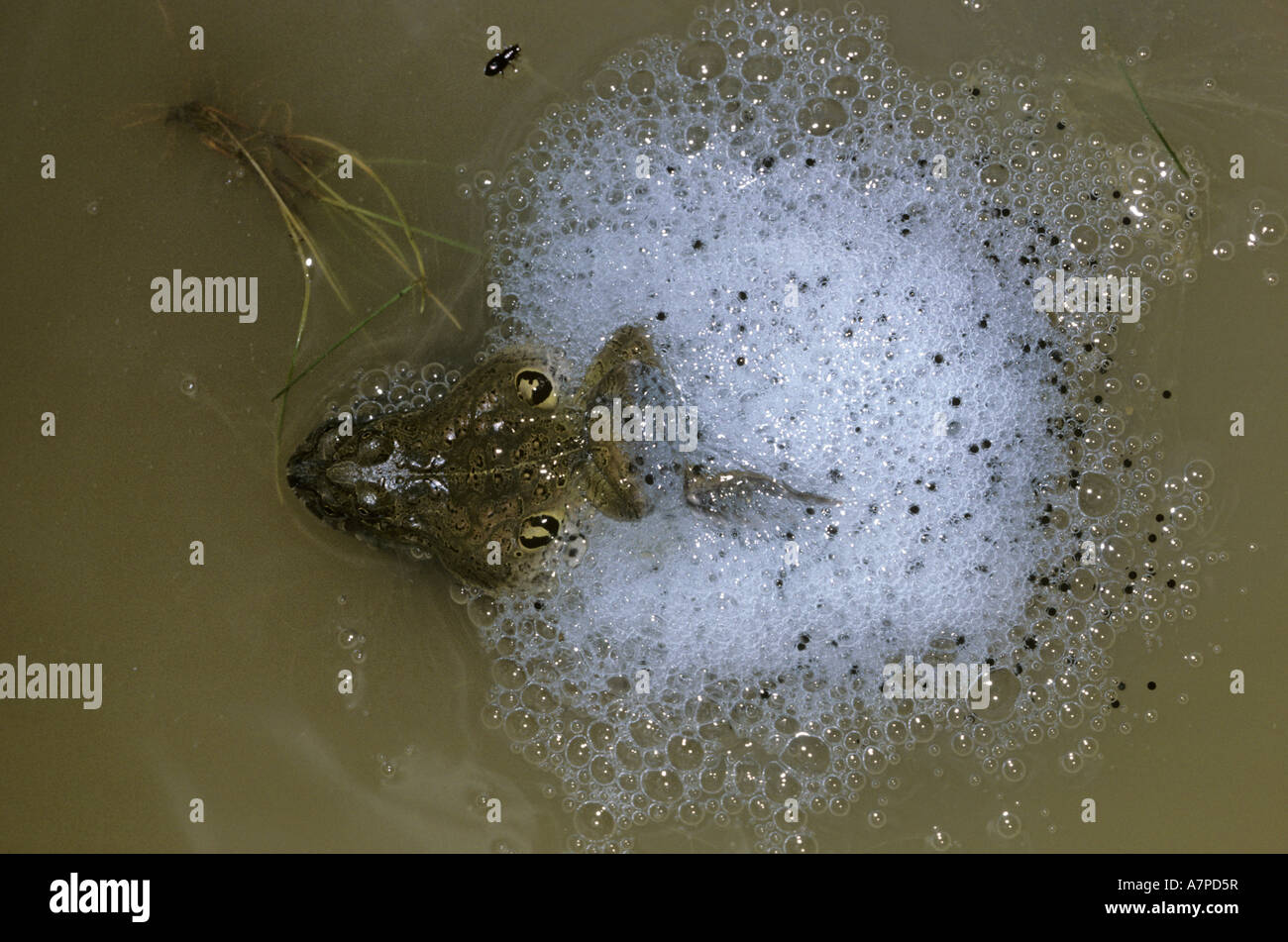 Nid de mousse andine Pleurodema amphibien grenouille cinerea, hommes et femmes de faire leur nid de mousse dans les Andes Bolivie Banque D'Images