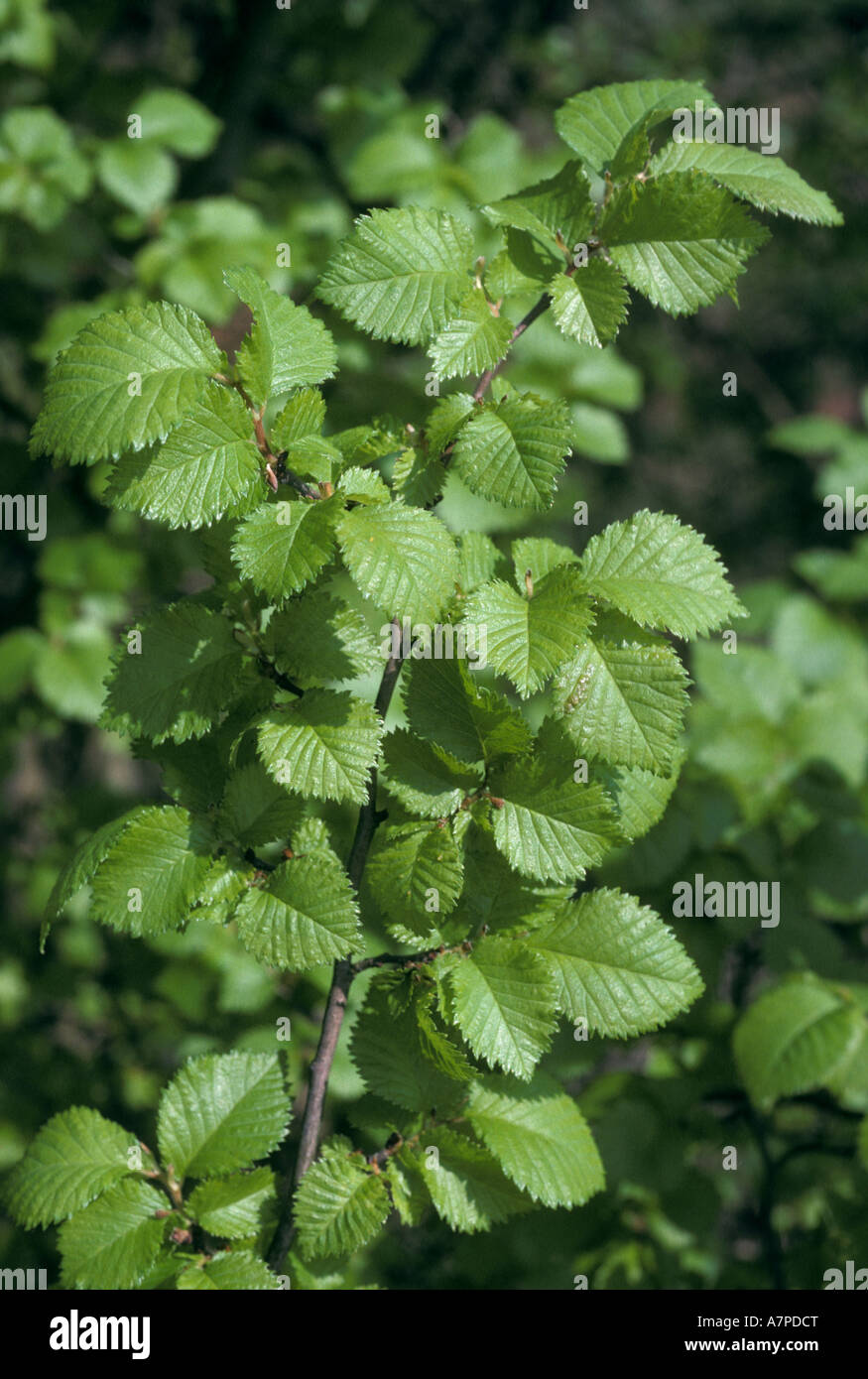 English elm Ulmus procera feuilles au printemps UK Banque D'Images