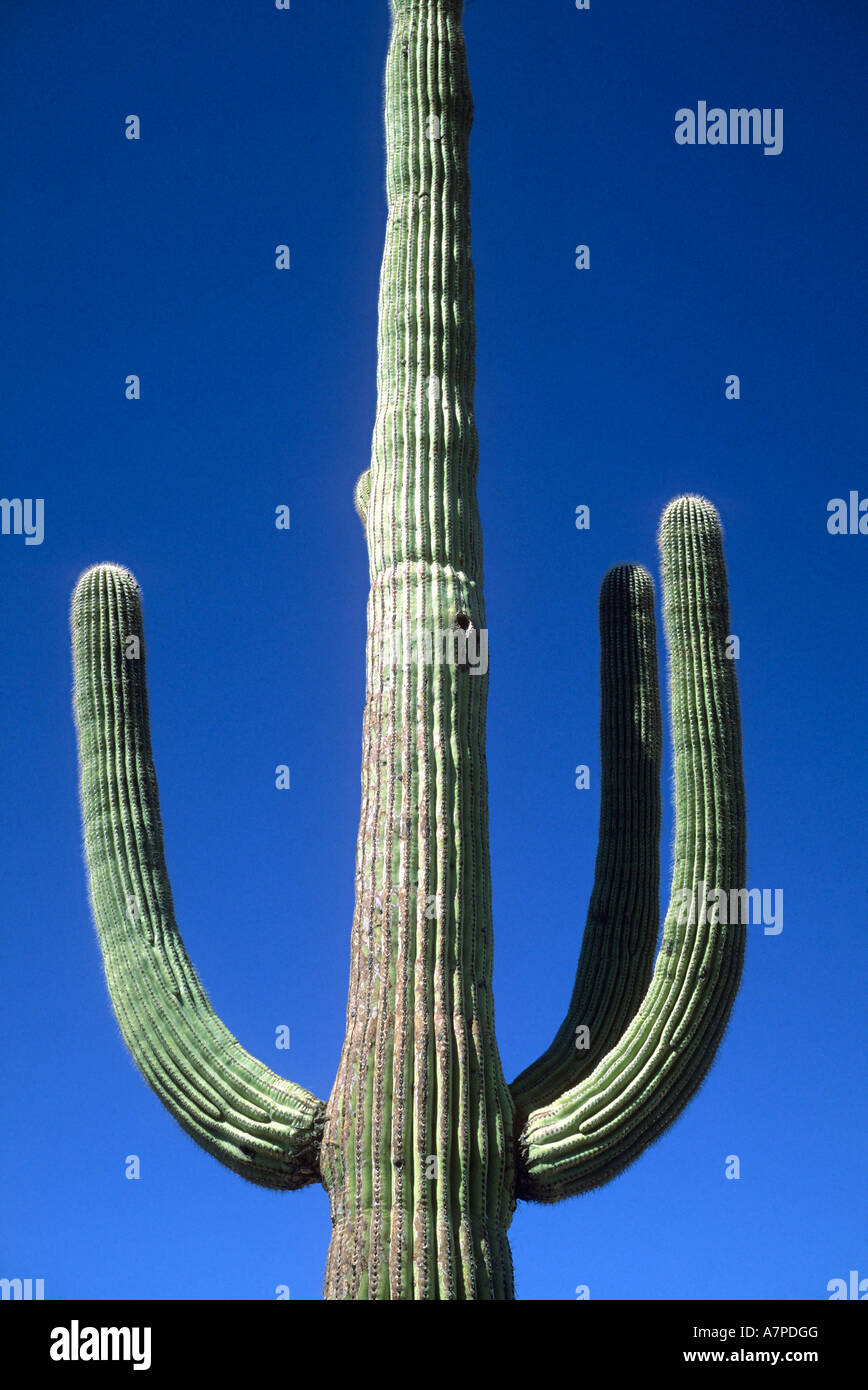 Saguaro Cactus Cereus giganteus ou Carnegiea gigantea Saguaro National Park Tucson Arizona Banque D'Images