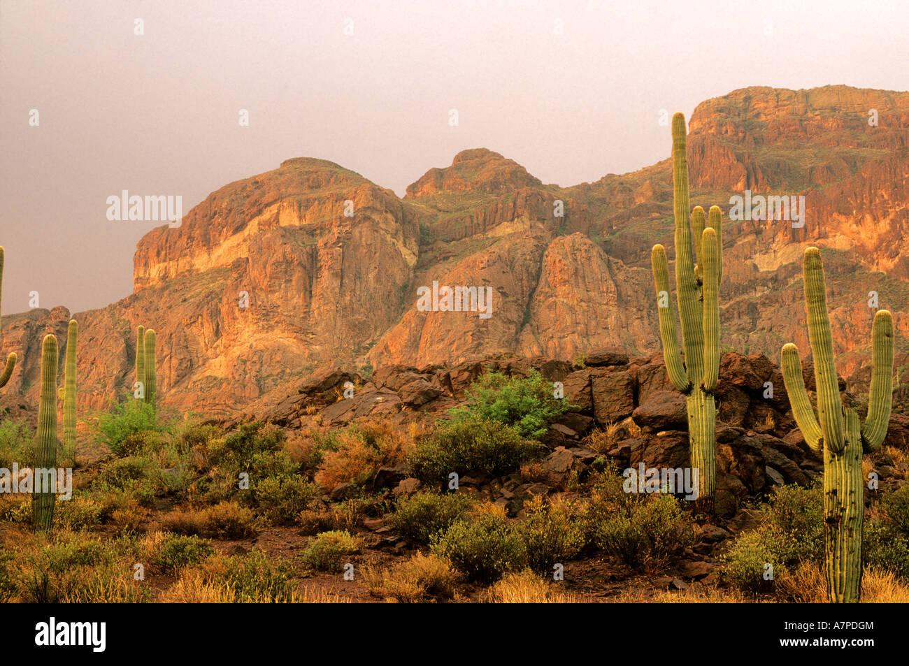 Tempête de compensation avec saguaro cactus Cereus giganteus ou Carnegiea gigantea Organ Pipe Cactus National Monument, Arizona, USA Banque D'Images