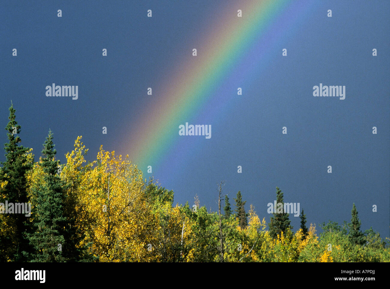 Arc en ciel et la couleur de l'automne sur l'ouest de la péninsule de Kenai, Alaska USA Banque D'Images