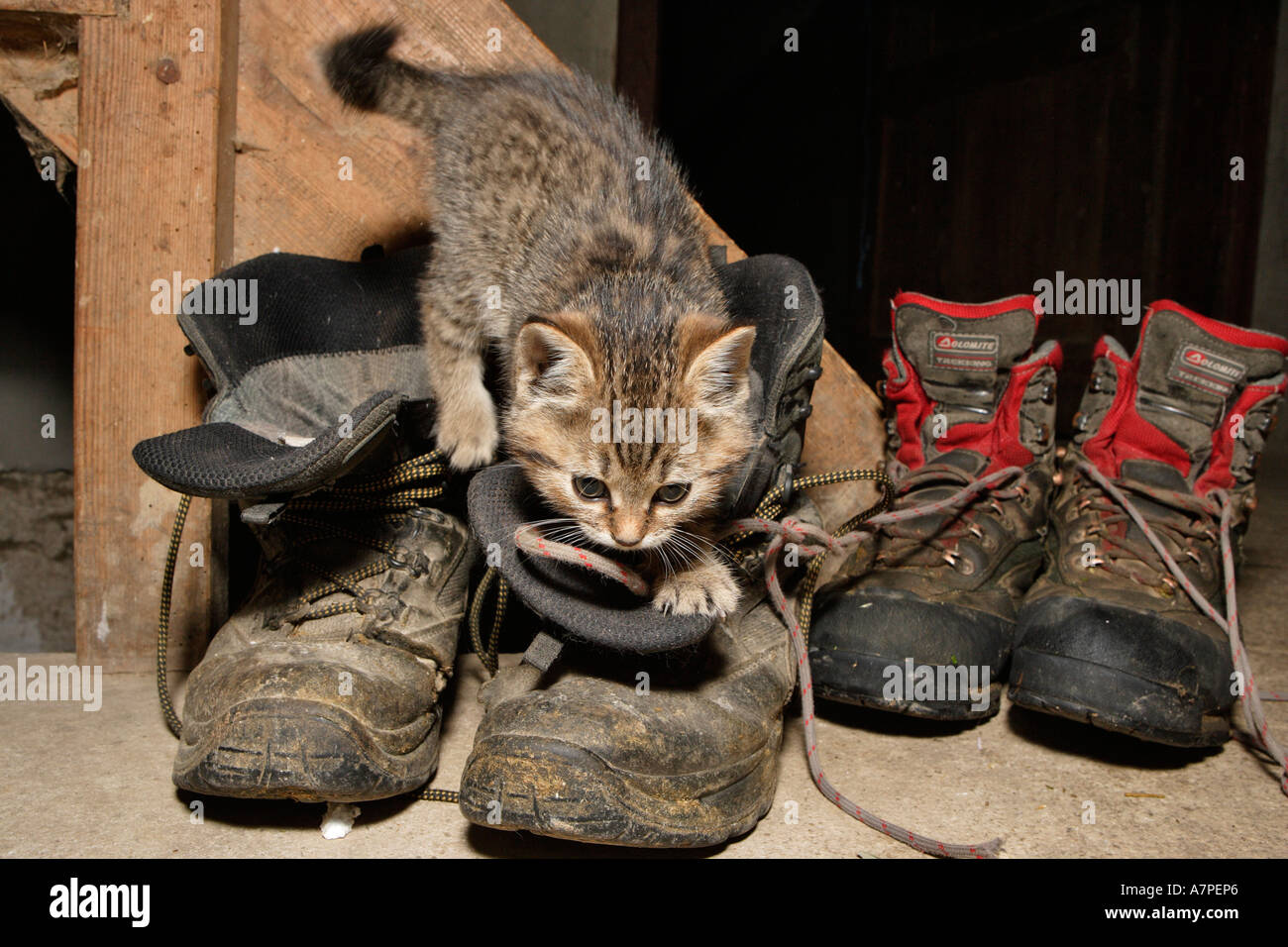 Jeune chat à la ferme joue avec l'ancienne bottes en cuir Photo Stock -  Alamy