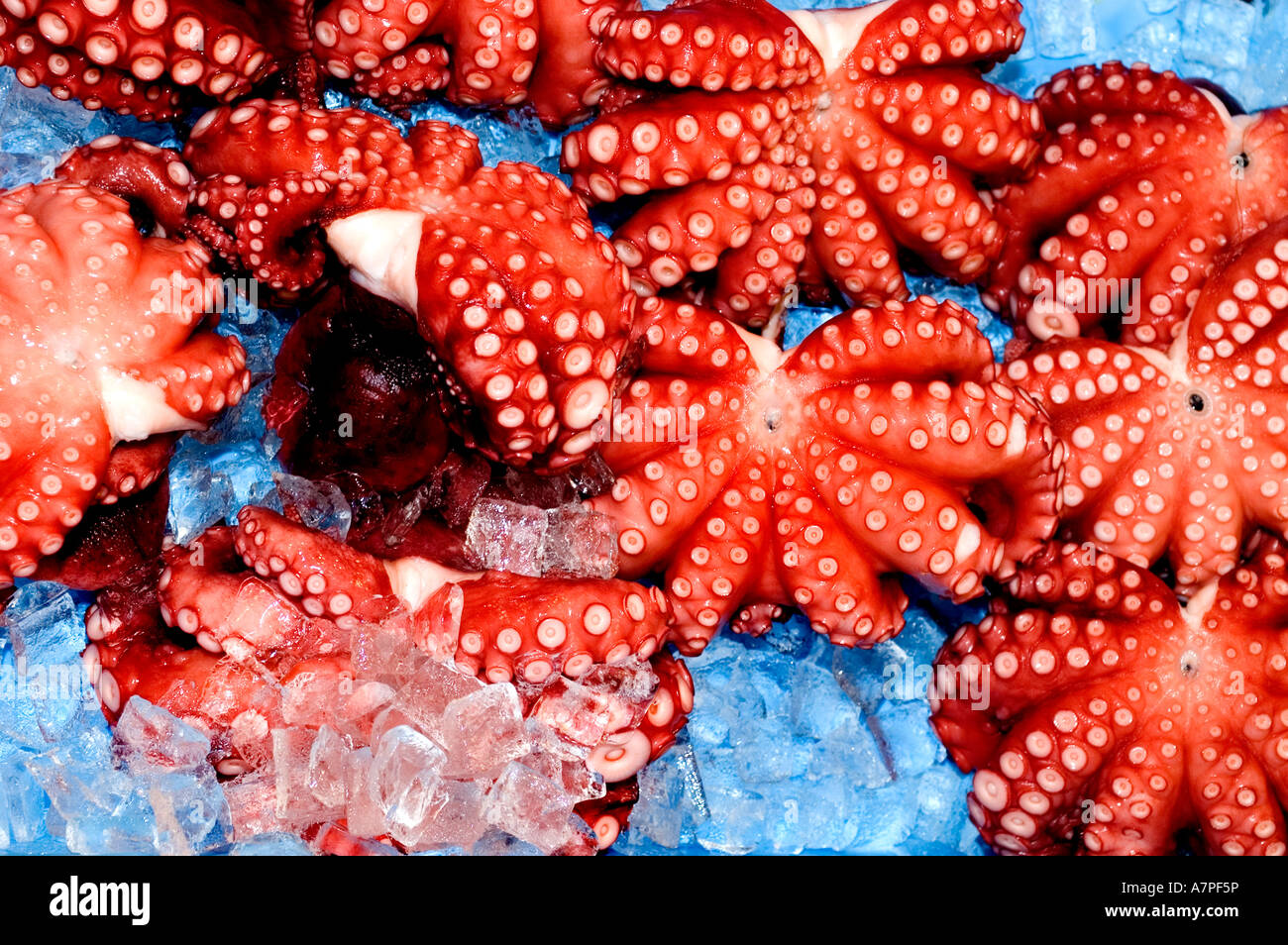 Tokyo Japon le marché du poisson Tsukiji est le plus grand marché de gros de poissons et de fruits de mer au monde. Vente aux enchères de thon, japonais Banque D'Images