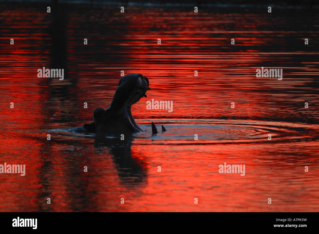 La silhouette du bâillement d'hippopotame avec un crimson sunset sky reflète dans l'eau Banque D'Images