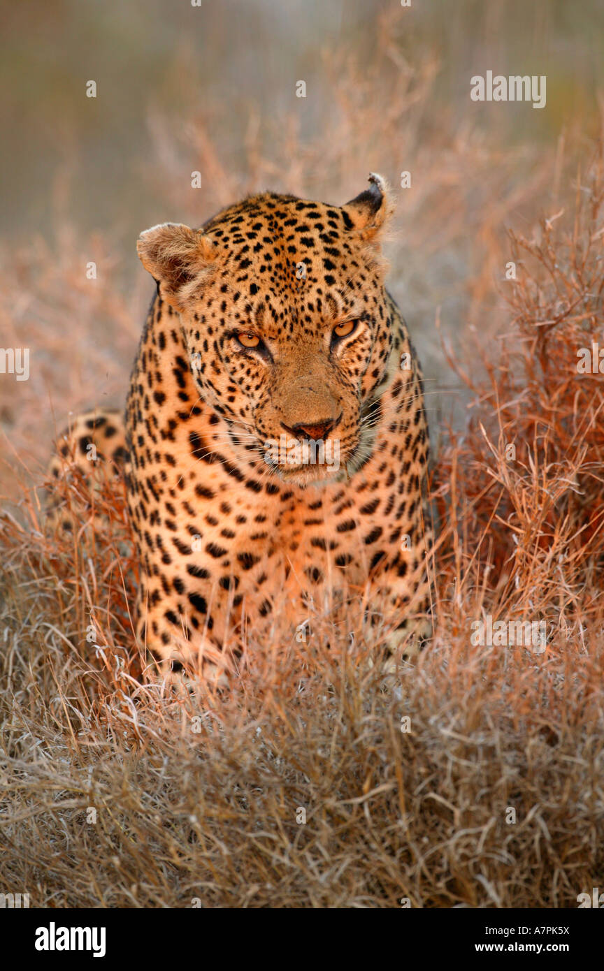 Sur la photo de la tête d'un léopard mâle de rayer le sol tout en marquant son territoire à la première lumière Sabi Sand Game Reserve Banque D'Images