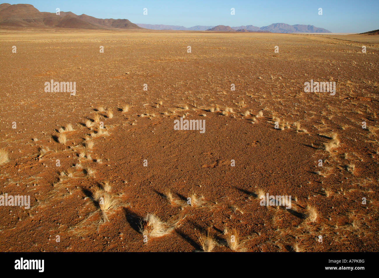 L'un des nombreux ronds de sorcière pensé pour être causés par les termites sur les plaines désertiques de Namibie Namibrand Nature Reserve Banque D'Images