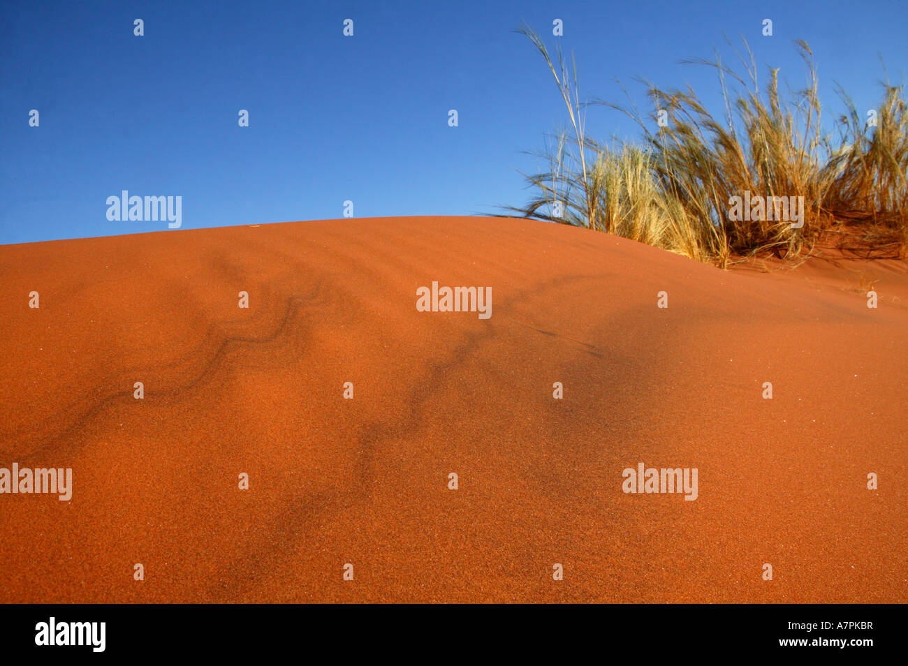 La crête des dunes de sable et une touffe d'herbe Namibrand Nature Reserve La Namibie Banque D'Images