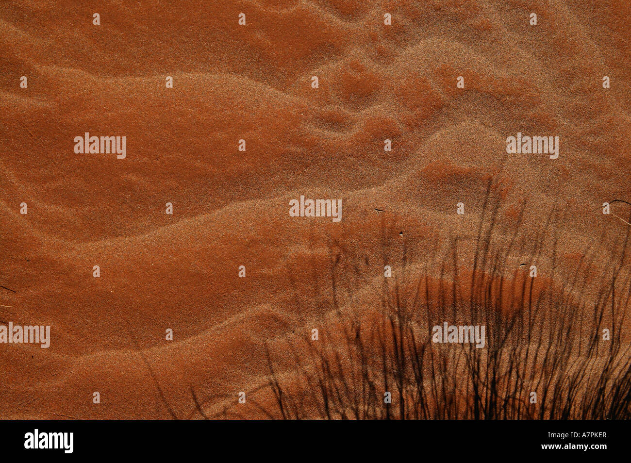 Vent de sable soufflé avec du gazon ombre Namibrand Nature Reserve La Namibie Banque D'Images