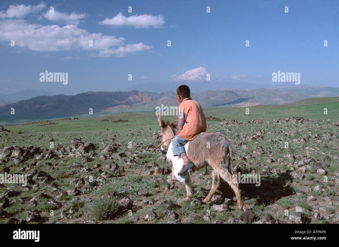 Enfant sur donkey en face d'Ararat Banque D'Images