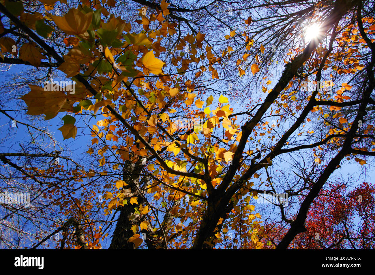 Soleil qui brille à travers les feuilles des arbres en automne couleurs Pilgrims Rest Mpumalanga Afrique du Sud Banque D'Images