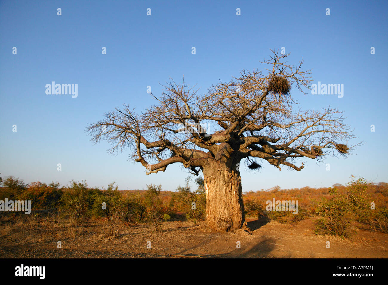 Un baobab Adansonia digitata avec buffalo tisserands niche dans les branches dans le Parc National Kruger veld Mopane Limpopo Banque D'Images