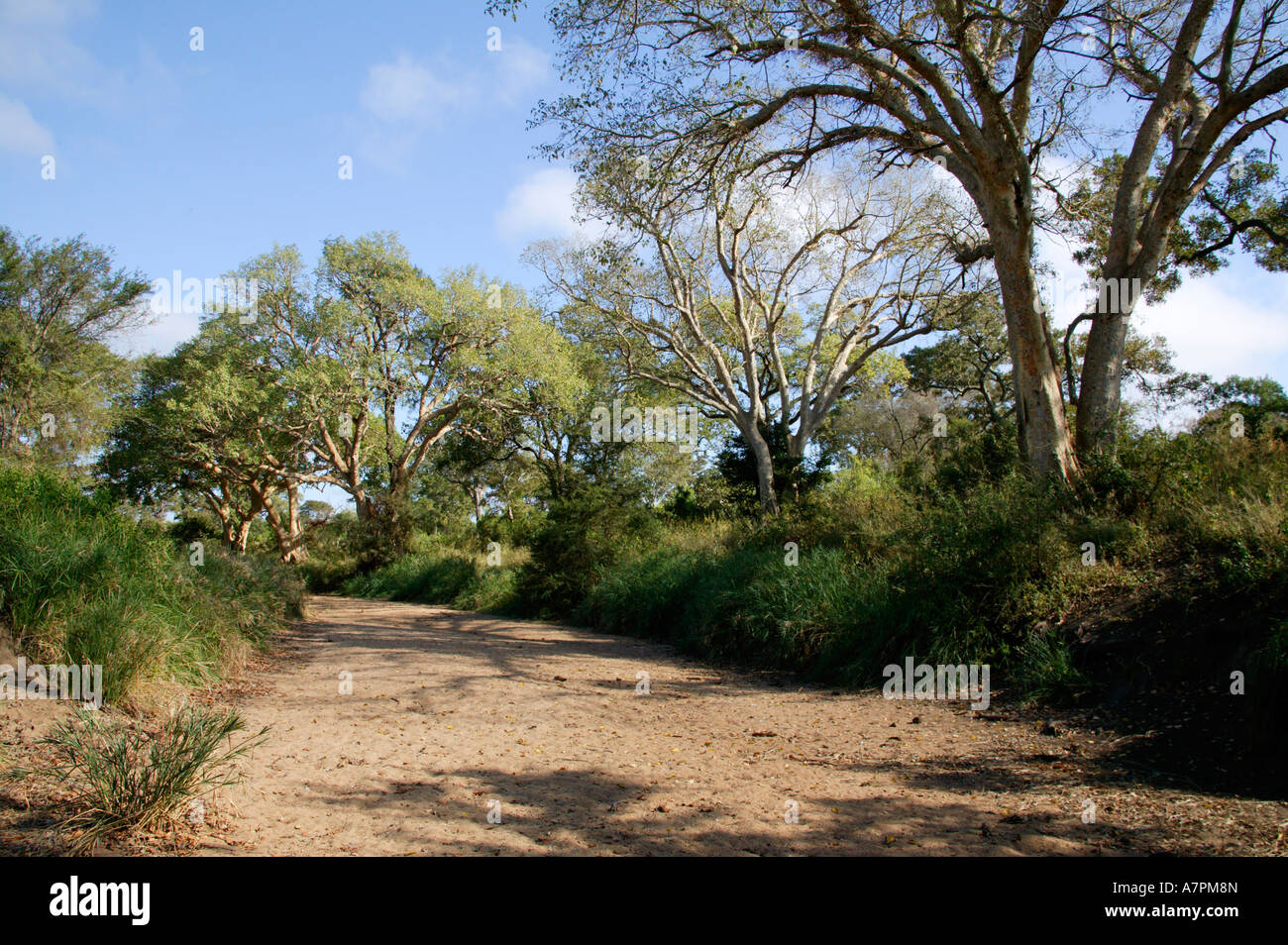 Un lit de rivière à sec bordé de figuiers Ficus sycamorus et végétation luxuriante dans la région centrale du Parc National Kruger Banque D'Images