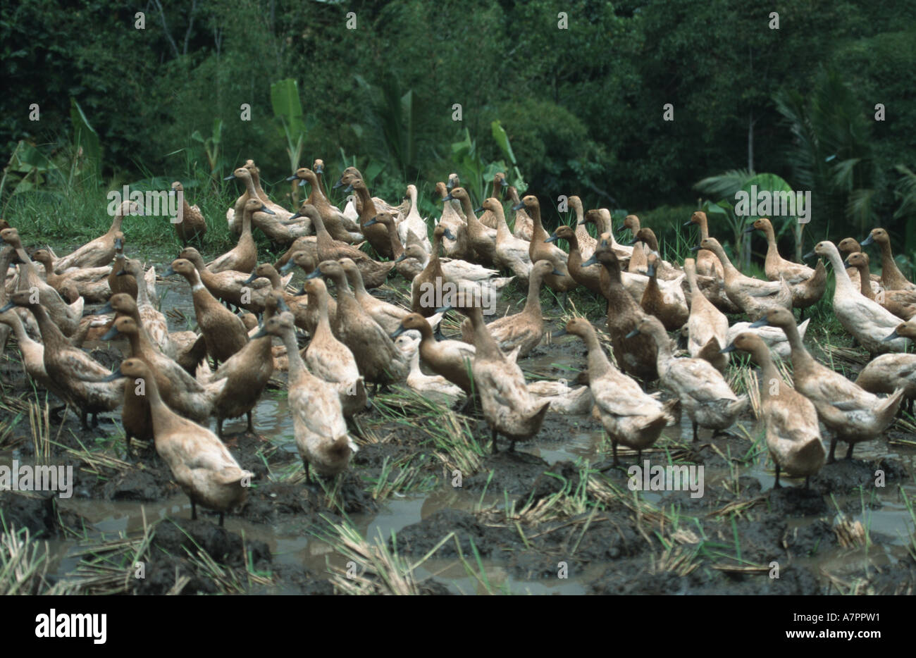 (Anas platyrhynchos Canard domestique f. domestica), groupe, dans la boue Banque D'Images
