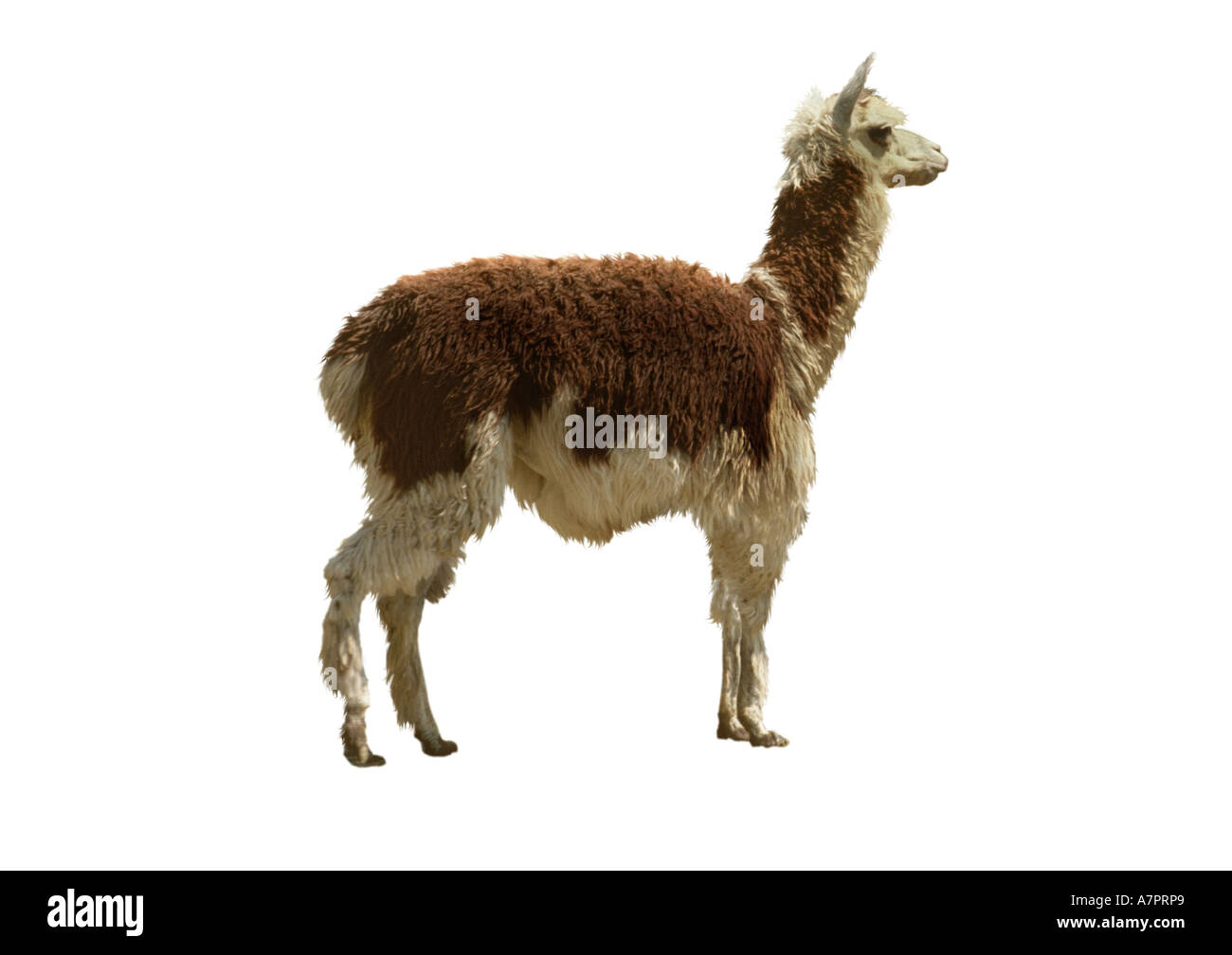 Le lama (Lama glama), coupé à Banque D'Images