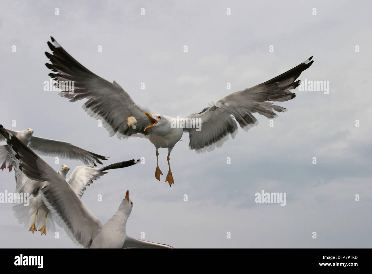 Goéland argenté (Larus argentatus), voler, se cassant à l'alimentation, Pays-Bas, Texel Banque D'Images