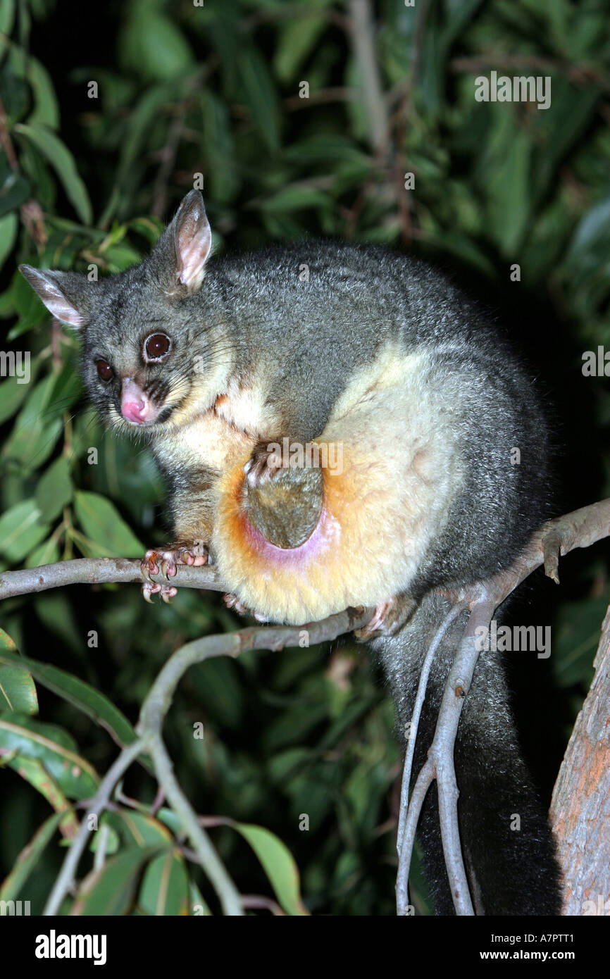 Yarnardilyi commun (Trichosurus vulpecula), dans la nuit, assis sur l'arbre, l'Australie, Victoria Banque D'Images