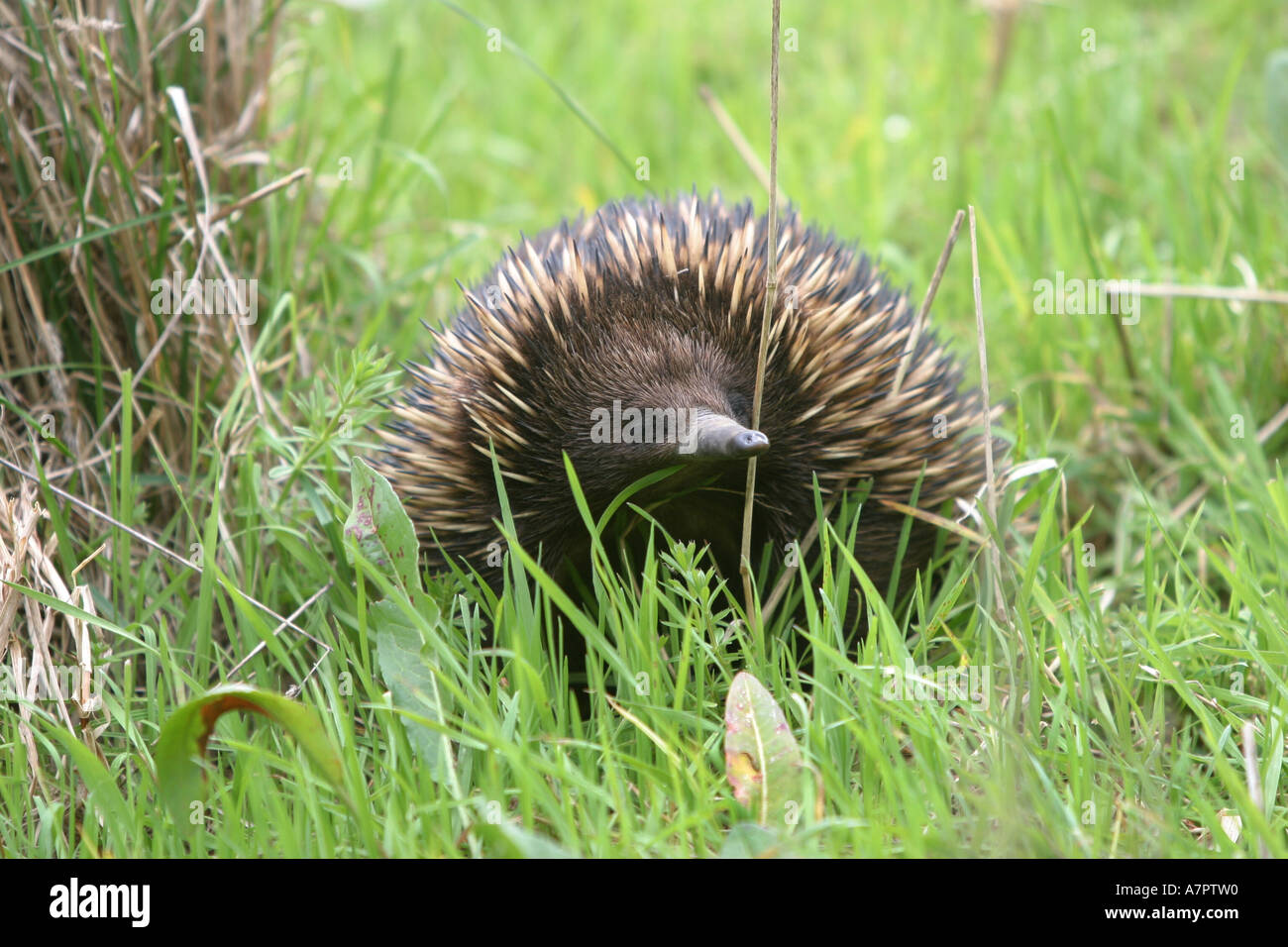 L'échidné à nez court, court-échidné à nez, épineuses anteater (Tachyglossus aculeatus), comité permanent entre l'herbe, frontale, l'Australie, Banque D'Images